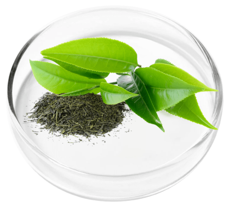 Red Berries with Leaves